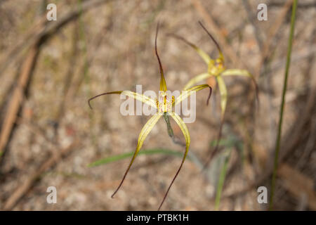 Luteola Caladenia, limone Spider Orchid Foto Stock