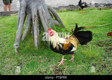 Pollo selvatico running free in Hawaii Foto Stock