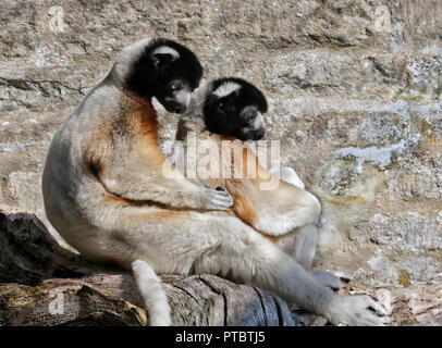 Coppia di Verreaux coronata di sifakas (Propithecus verreauxi coronatus) Foto Stock