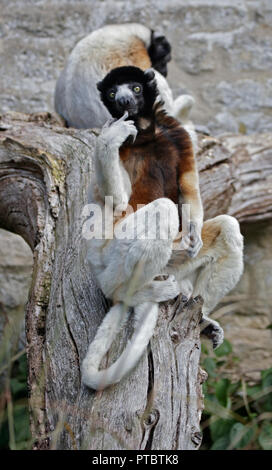 Coppia di Verreaux coronata di sifakas (Propithecus verreauxi coronatus) Foto Stock