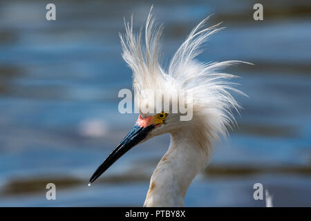 Un Egret Snowy con piume frazzate in postura difensiva Foto Stock