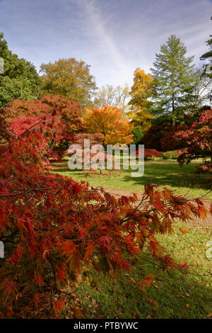 In autunno (caduta) colori a Westonbirt Arboretum in Cotswolds in una zona di straordinaria bellezza naturale nella parte sud occidentale del Regno Unito Foto Stock