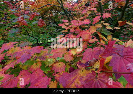 In autunno (caduta) colori a Westonbirt Arboretum in Cotswolds in una zona di straordinaria bellezza naturale nella parte sud occidentale del Regno Unito Foto Stock