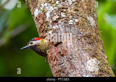 Golden Olive Woodpecker, Colaptes rubiginosus, che esce dal suo nido in un tronco di albero nella foresta pluviale Foto Stock