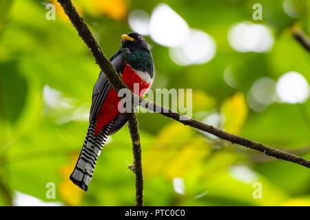 Collare maschio Trogon si siede da solo nella foresta. Foto Stock