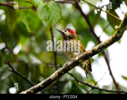 Novellino di picchio di oliva dorata, Colaptes rubiginosus, arroccato su un ramo della foresta pluviale. Foto Stock