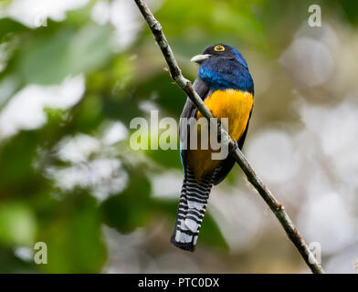 Guianan Trogon appollaiato su un unico ramo nella foresta pluviale. Foto Stock