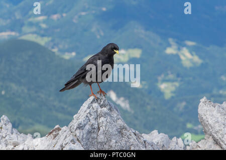 Gracchio alpino, Pyrrhocorax graculus, seduto sul calcare nelle Alpi in Slovenia Foto Stock