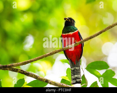 Trogon con colletto, Trogon collaris, mangiando un insetto nella foresta pluviale arroccato su un ramo Foto Stock