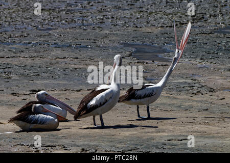 Pellicani stretching al mattino Foto Stock