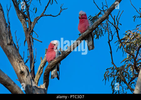 Galah (Eolophus roseicapilla) gara 'albiceps'. Noto anche come rosa e grigio Cacatua Foto Stock