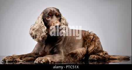 Studio shot di un adorabile inglese Cocker Spaniel giacenti su uno sfondo grigio. Foto Stock