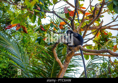 Koh Phaluai, Mu Ko Ang Thong Parco Nazionale del Golfo di Thailandia, Siam, piccola foglia o di scimmia Dusky Langur mangiare frutta nella foresta di pioggia Foto Stock