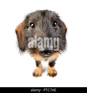 Ampio angolo ritratto di un adorabile Bassotto - studio shot, isolato su bianco. Foto Stock