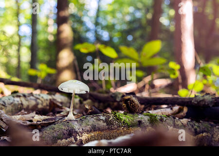 Piccolo fungo isgrowing su una corteccia di albero in una foresta. Foto Stock