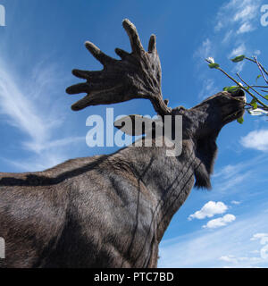 Bull elk / alci, (Alces alces) alimentazione sul fogliame, Svezia Foto Stock