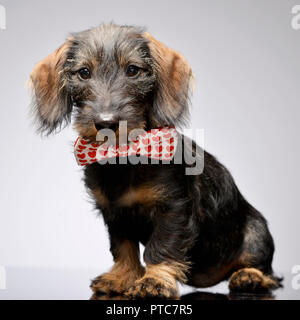 Un adorabile Bassotto indossando il filtro bow tie con cuori rossi - studio shot, isolato su grigio. Foto Stock