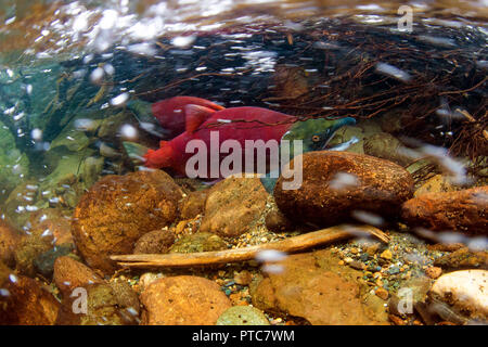 Due calici in un piccolo affluente degli Adams si rividano nel Salmon Arm nella British Columbia, Canada. Foto Stock