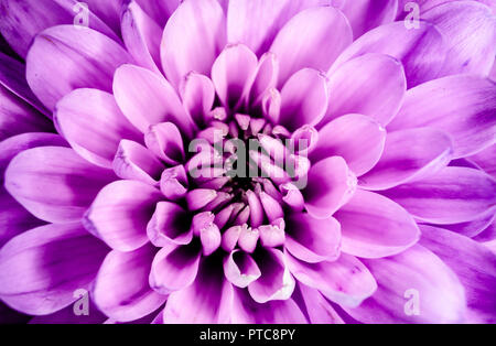 Riprese macro di fiori, close up dettaglio Foto Stock