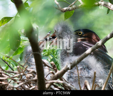 Green Heron uccello con i suoi neonati sul nido. Foto Stock