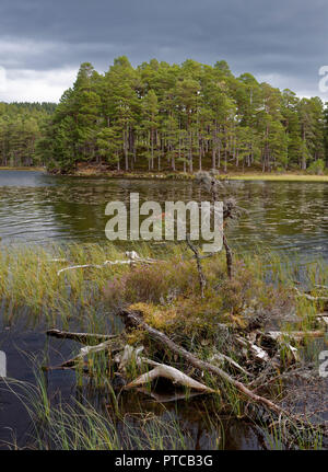 Vecchio albero moncone Isola, Loch un Eilein, Rothiemurchus foresta, Speyside, Scozia Foto Stock