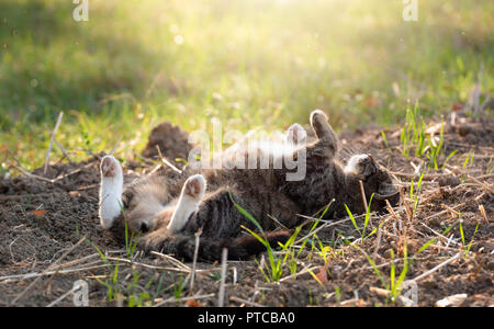 Adorable cat recante sulla sua schiena con le zampe fino, godersi il calore del sole autunnale, in Germania. Foto Stock