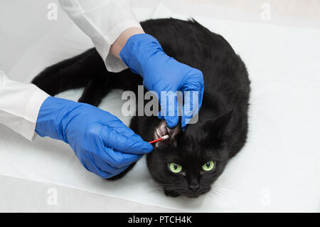 Un veterinario in camice bianco e guanti è la pulizia delle orecchie di un gatto nero. Close-up Foto Stock