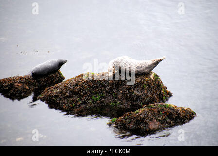 Due curiosi e simpatici Pacific Harbour guarnizioni, uno grigio e uno bianco e marrone, appoggiato su una roccia nel mare nella baia a ferro di cavallo, BC, Canada Foto Stock