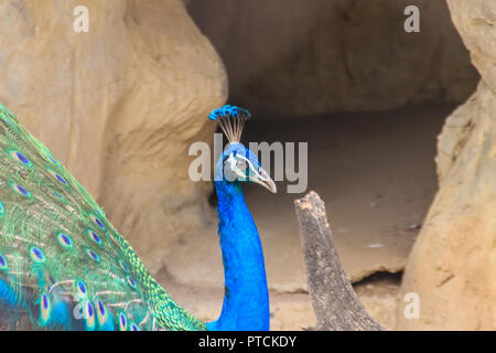 Peacock è vivere in grotta. Maschio peafowl indiano o peafowl blu (Pavo cristatus), una grande e colorata luminosamente bird, è una specie di peafowl native Foto Stock