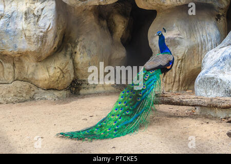 Peacock è vivere in grotta. Maschio peafowl indiano o peafowl blu (Pavo cristatus), una grande e colorata luminosamente bird, è una specie di peafowl native Foto Stock