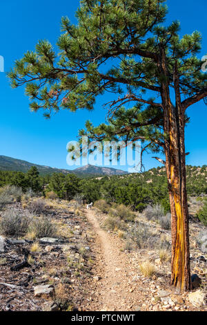 Pinus ponderosa, ponderosa pine, bull pine, blackjack, pino western yellow pine, color platino Golden Retriever cane; Montagne Rocciose al di là, poco Foto Stock