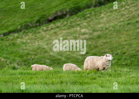 Tre bianchi di agnello, Icelandic Sheep madre di famiglia e giovani croste pascolo permanente su erba verde pascolo al campo di fattoria di collina, in Islanda Foto Stock