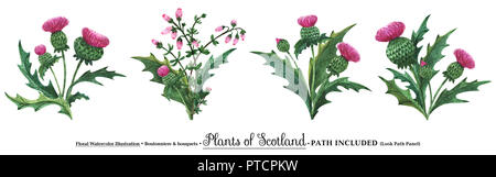 Scottish piante selvatiche boutonniere per l arte della decorazione. Acquerello thistle mazzi su uno sfondo bianco, isolato, percorso incluso Foto Stock