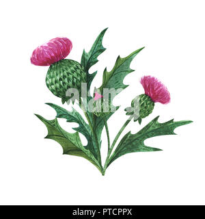 Scottish piante selvatiche boutonniere per l arte della decorazione. Acquerello thistle bouquet su uno sfondo bianco, isolato, percorso incluso Foto Stock