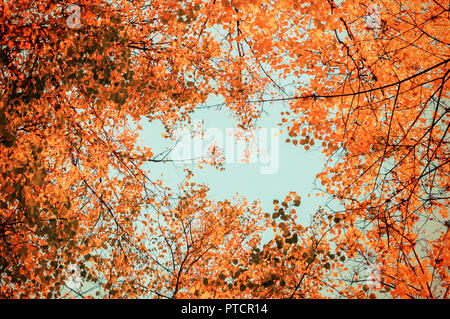 Autumn Tree Tops- orange autunno cime di alberi contro il cielo blu. In autunno i rami degli alberi contro il cielo blu nella soleggiata clima autunnale Foto Stock