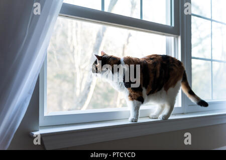 Carino femmina una gatta calico closeup di faccia in piedi sul davanzale davanzale guardando lo sguardo dietro le tende veneziane al di fuori Foto Stock