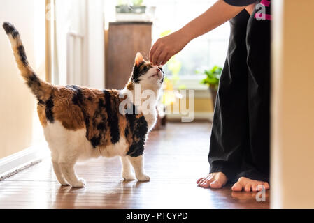 Giovane donna tenendo la carne, trattare con mano l'insegnamento, la formazione permanente di gatto calico sniffing trucchi, elemosinando, picking, chiedendo cibo in soggiorno, con w Foto Stock