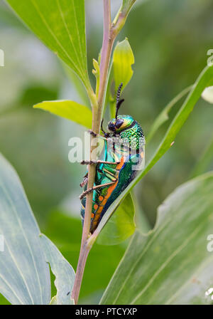 Gioiello beetle (Buprestidae) nella pianta, Isaan, Thailandia Foto Stock