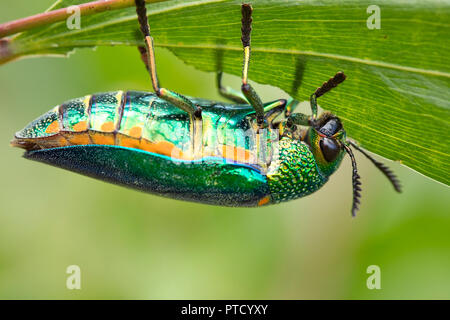 Gioiello beetle (Buprestidae) si alimenta di un congedo, Isaan, Thailandia Foto Stock
