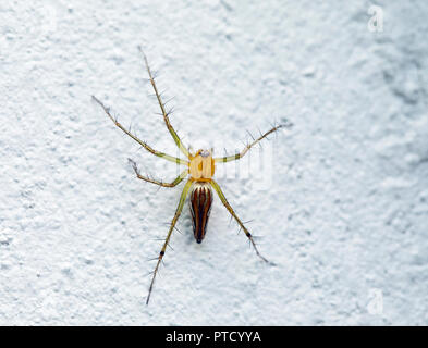 Lean lynx spider (Oxyopes macilentus) sulla parete bianca, Isaan, Thailandia Foto Stock