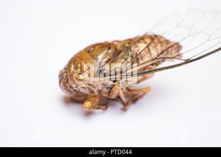 Cicala gigante vicino la posa su uno sfondo bianco Foto Stock