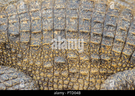 Viva la pelle di coccodrillo sfondo. Pelle di coccodrillo motivo dal corpo vivo. Foto Stock