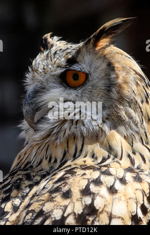 Siberian gufo reale (Bubo bubo sibiricus), animale ritratto, captive, Svizzera Foto Stock