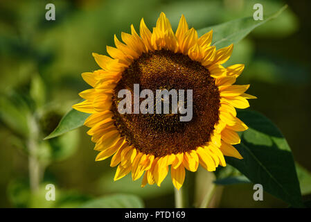 Girasole (Helianthus annuus) con miele api (Apis mellifera), Svizzera Foto Stock