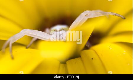 Oro ragno granchio (Misumena vatia) in agguato posizione sul fiore giallo, Tickseed (Coreopsis), Hesse, Germania Foto Stock