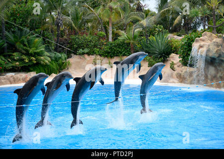 I delfini (tursiops truncatus) salta in gruppo su una fune, captive, spettacolo di delfini, Loro Parque a Puerto de la Cruz Foto Stock