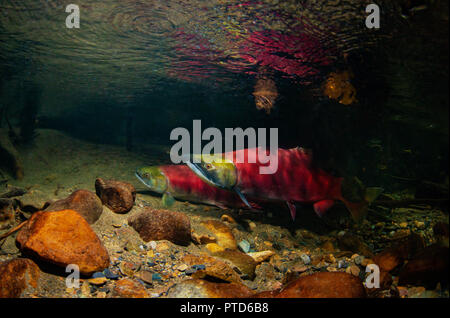 Salmone scockee maschile e femminile nel fiume Adams, British Columbia. Foto Stock