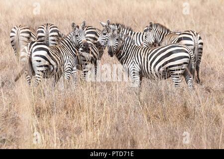 Zebre nelle praterie del Parco Nazionale di Nairobi e visto durante il tour safari di U.S prima signora Melania Trump Ottobre 5, 2018 a Nairobi in Kenya. Questo è il primo solista viaggio internazionale mediante la prima signora. Foto Stock
