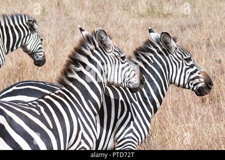 Zebre nelle praterie del Parco Nazionale di Nairobi e visto durante il tour safari di U.S prima signora Melania Trump Ottobre 5, 2018 a Nairobi in Kenya. Questo è il primo solista viaggio internazionale mediante la prima signora. Foto Stock
