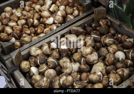 Lampadine in un mercato, dettaglio di piante e sementi Foto Stock